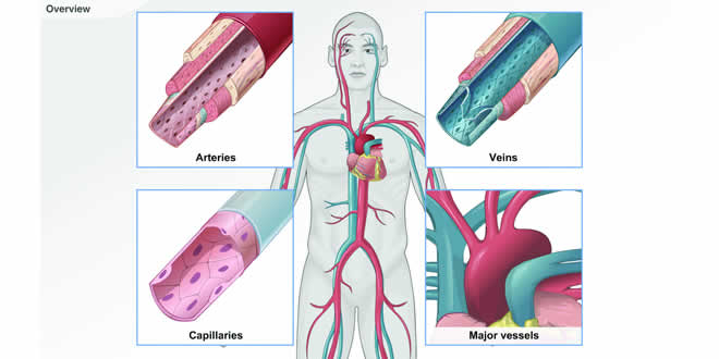 cardiologie