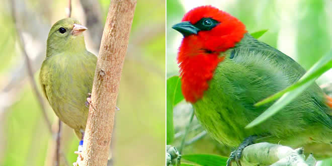 Mauritian Wildlife Foundation